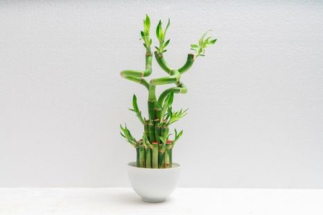 Una planta atractiva. Una planta atractiva.