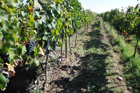 Bodegas y restaurantes con descuentos con Banco Nación.