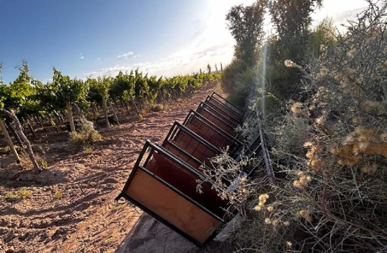 El municipio inspeccionó nueve galgos usados en competencias ilegales (Foto del operativo).