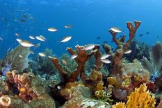 Los océanos, cada vez más calientes. Foto: Efe.