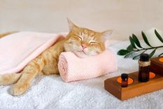 Por su propio bien, es importante mantener los hábitos naturales y propios de las mascotas. Foto: Shutterstock