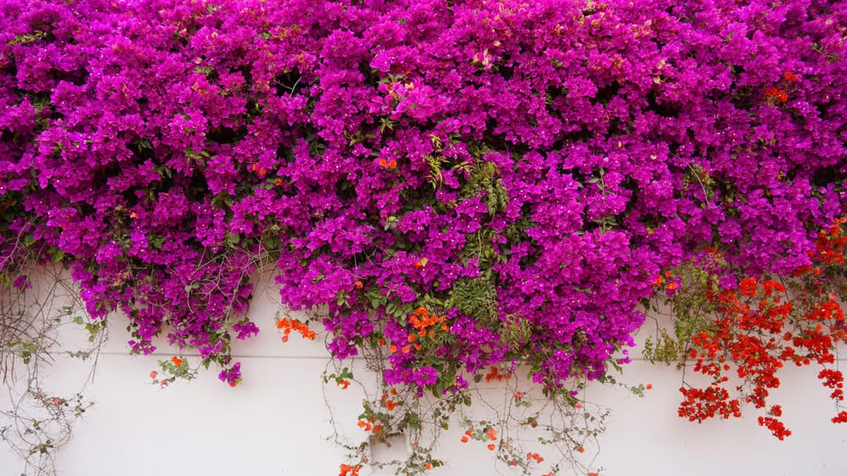 Secretos de jardineros para que tu bugambilia inunde tu jardín de flores