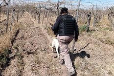 Fito caminó cientos de metros entre fincas y descampados para localizar los elementos robados.&nbsp;