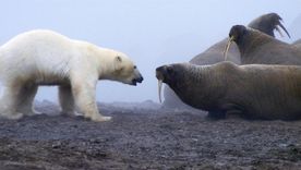En el episodio "Mundos de hielo" de "Planeta Tierra" se filmó a un oso polar hambriento atacando a una manada de morsas adultas. En el episodio "Mundos de hielo" de "Planeta Tierra" se filmó a un oso polar hambriento atacando a una manada de morsas adultas.