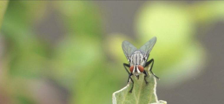 Las moscas dentro del hogar pueden resultar molestas y sucias Foto: Shutterstock