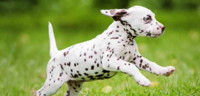 Foto: .wideopenpets.com