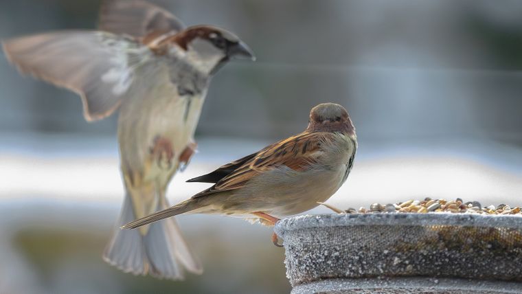 La investigación sobre pájaros comparó más de 2.000 acercamientos en 37 especies y detectó una diferencia que todavía no tiene explicación definitiva. La investigación sobre pájaros comparó más de 2.000 acercamientos en 37 especies y detectó una diferencia que todavía no tiene explicación definitiva.