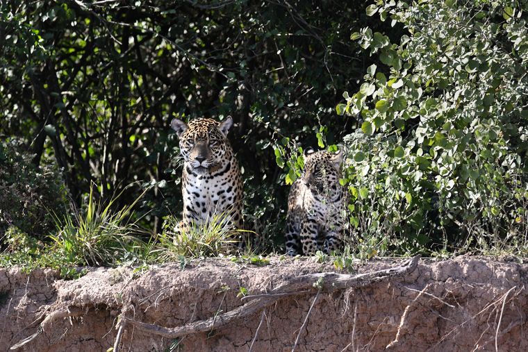 Nala y su cachorro en El Impenetrable. Nala y su cachorro en El Impenetrable.
