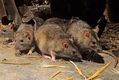La ANMAT encontró excremento de ratas en la fábrica donde se elabora la harina de maíz que repartían a comedores