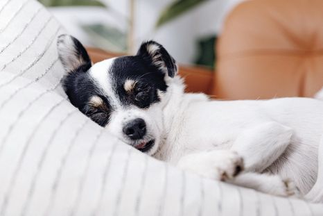 Conocer la edad de tu perro permite adaptar sus cuidados a cada etapa de su vida.