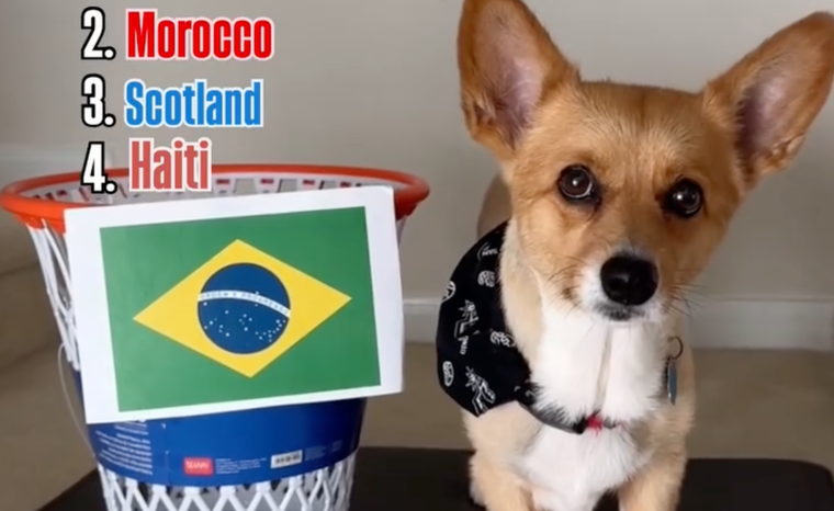 El perrito se volvió viral por predecir resultados en los playoffs de la NBA.