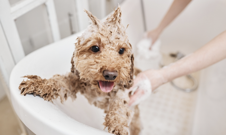 Deja a tu mascota impecable con esta mezcla casera. Foto: Shutterstock