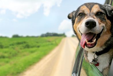 MDZol | 3 consejos para viajar con mi perro en coche Educa a tu mascota antes de salir de viaje. Foto: Shutterstock