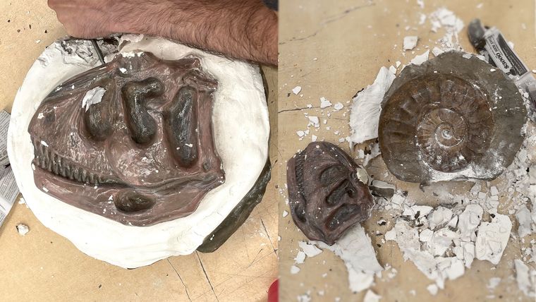 Contrabando Fósiles ocultos en yeso para evitar que fueran detectados por los agentes de Aduana Foto: Aduana