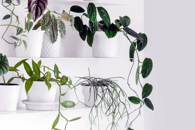 MDZol | Podar las raíces de las plantas de interior en maceta puede mejorar la planta si tiene sus raíces dañadas. Foto: See D Jan  / homesandgardens.com
