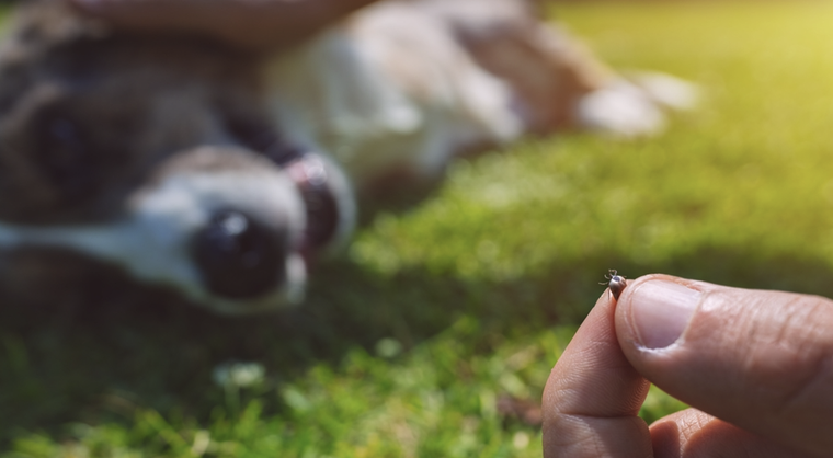 Tu perro tiene una garrapata: qué hacer, qué evitar y cómo actuar sin ponerlo en riesgo.. Foto: Shutterstock