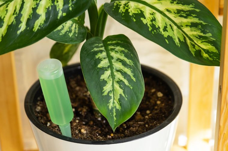 Este abono líquido curará las plantas de todo tipo de enfermedades Foto: Shutterstock