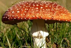 hongos agaricomicetos Los agaricomicetos son hongos que tienen mucho para mostrarnos. Foto: PhotoPh.