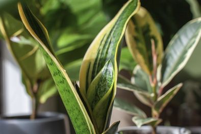 MDZol | La lengua de suegra es una de las plantas más populares de interior Foto: Shutterstock