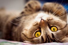 Mascotas Los gatos son una de las mascotas más elegidas en el mundo Foto: Archivo