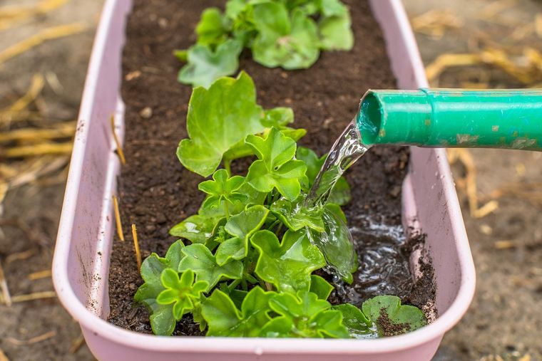 Con estos abonos caseros las plantas se cultivarán en poco tiempo Foto: Shutterstock