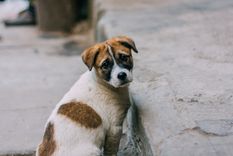 El secreto de cuatro letras: cómo espantar a un perro con una palabra Foto: Shutterstock