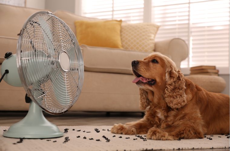 Mascotas Previene el golpe de calor en tus perros Foto: Shutterstock