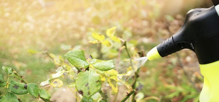 Pulveriza estos remedios caseros sobre tus plantas y acaba con todos los hongos Foto: Shutterstock