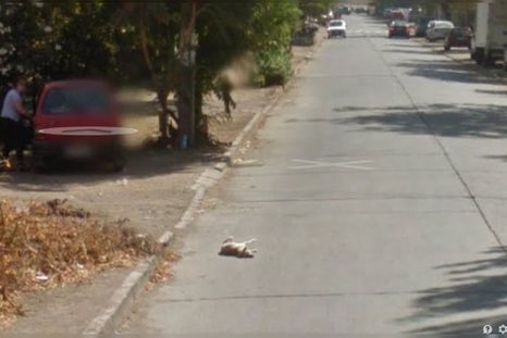 El auto de Google Street View atropelló a un perro