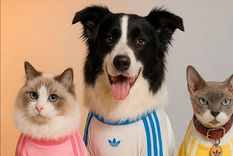 La colección no está disponible en otras regiones. Foto: Archivo