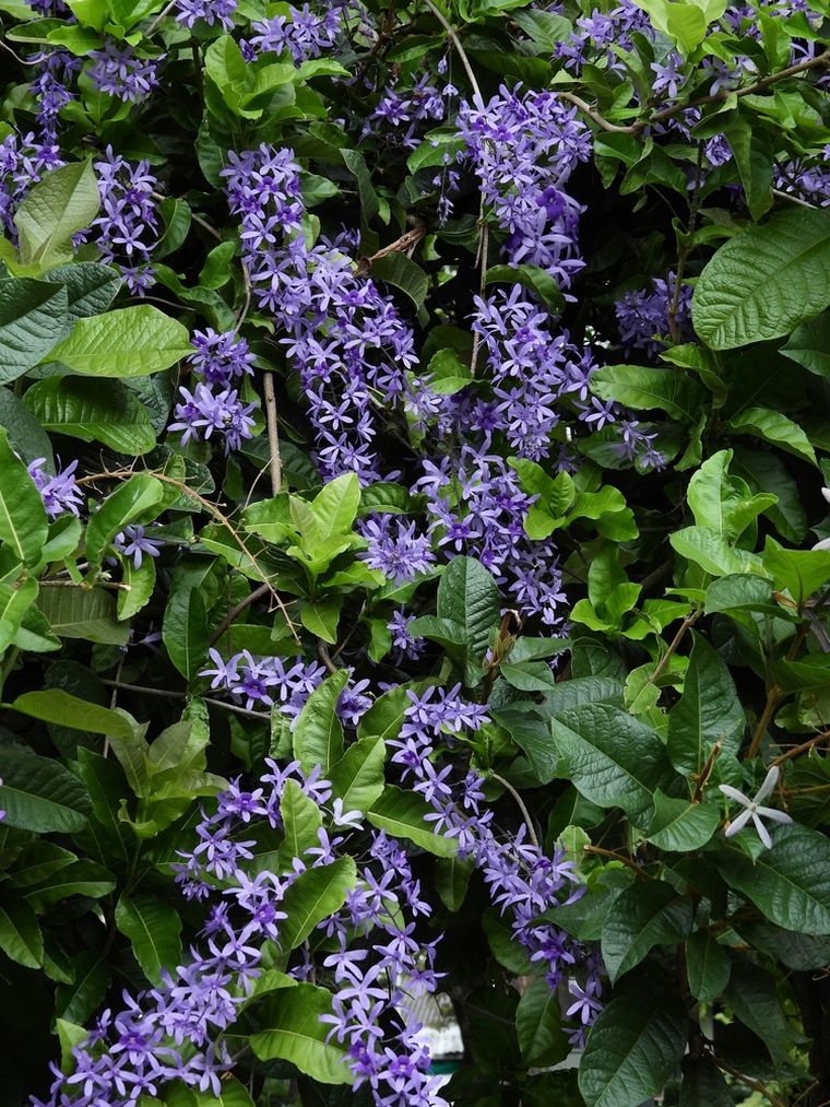 La planta para decorar el jard&iacute;n.&nbsp;