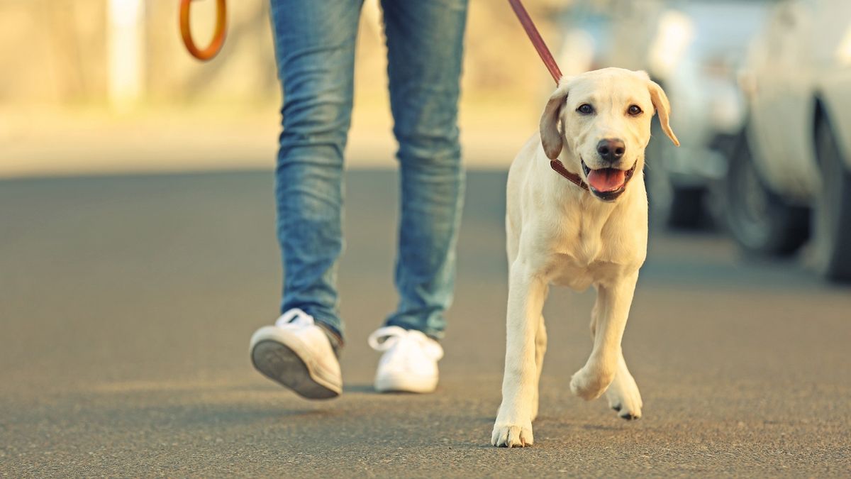 Mascota: los errores más comunes al pasear a tu perro y cómo evitarlos