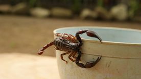 El secreto natural para ahuyentar los alacranes. El secreto natural para ahuyentar los alacranes.