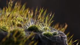 Los musgos plantas de pequeño tamaño que tienden a extenderse en forma de tapizante a lo largo de superficies. Foto: Pixabay - pixabay.com