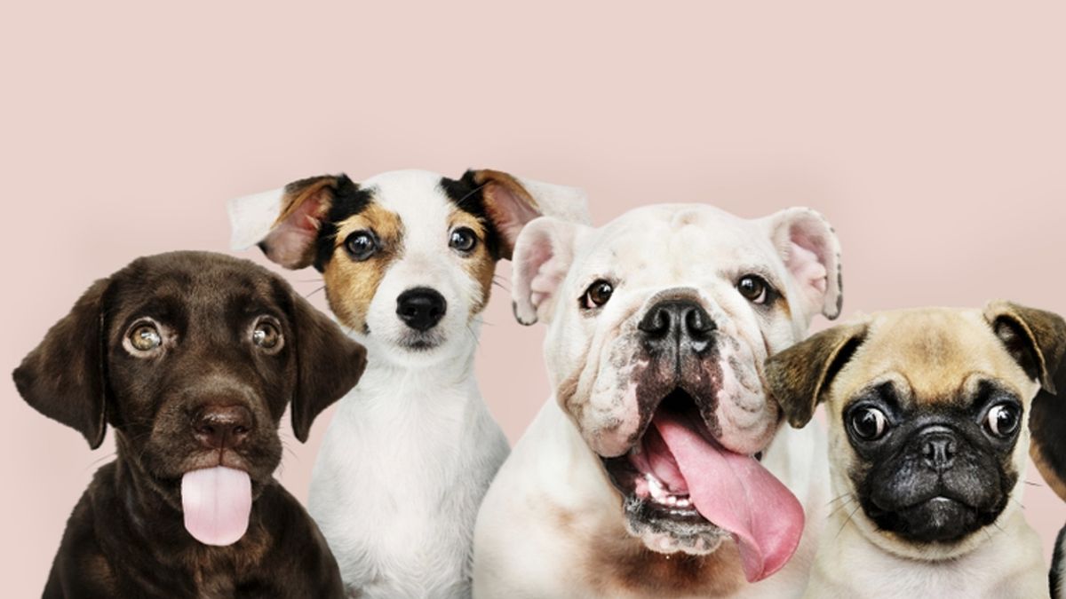 Las razas de perros más ansiosas y miedosas: qué dice la ciencia sobre su comportamiento