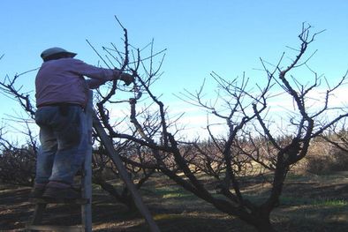 MDZol | Productores: afirman que la provincia no da soluciones, por eso se dirigirán a la Nación.