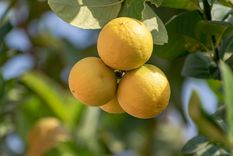 JARDÍN El limonero es uno de los árboles frutales perennes que pueden cultivarse en macetas Foto: SHUTTERSTOCK