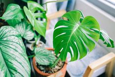 JARDÍN La monstera deliciosa es oriunda de México y América tropical Foto: Pexels
