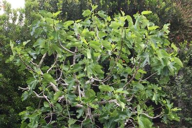 MDZol | plantas