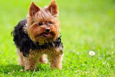 Con este truco los perros no solo quedarán limpios, sino con un buen aroma Foto: SHUTERSTOCK