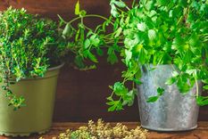 Plantas comestibles.