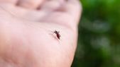 El calor del verano favorece la proliferación de mosquitos. El calor del verano favorece la proliferación de mosquitos.