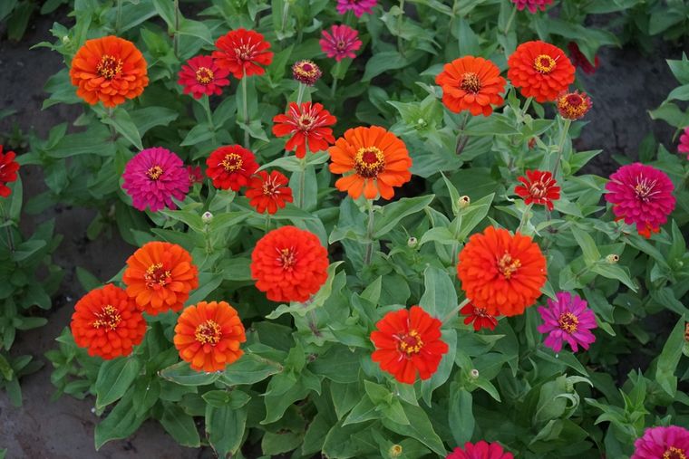 Zinnias: resistentes al sol y de floración prolongada, llenan el jardín de color durante todo el verano. Foto: Shutterstock Zinnias: resistentes al sol y de floración prolongada, llenan el jardín de color durante todo el verano. Foto: Shutterstock 