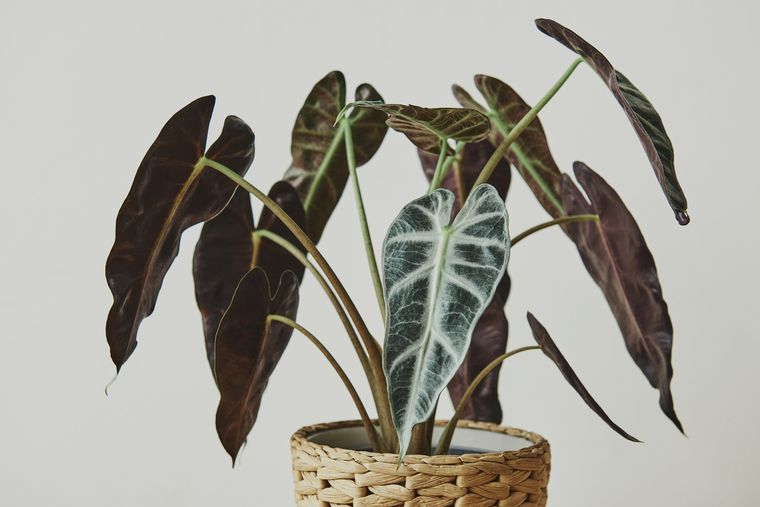 Syngonium. Recomendada por los que saben de jardinería. Fuente: Freepik.