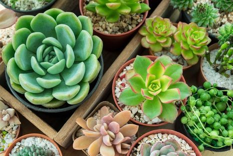Las suculentas son muy resistentes. (Shutterstock). Las suculentas son muy resistentes. (Shutterstock).