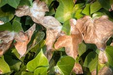 Con este truco tus plantas se recurarán en poco tiempo y crecerán más fuertes Foto: SHUTTERSTOCK