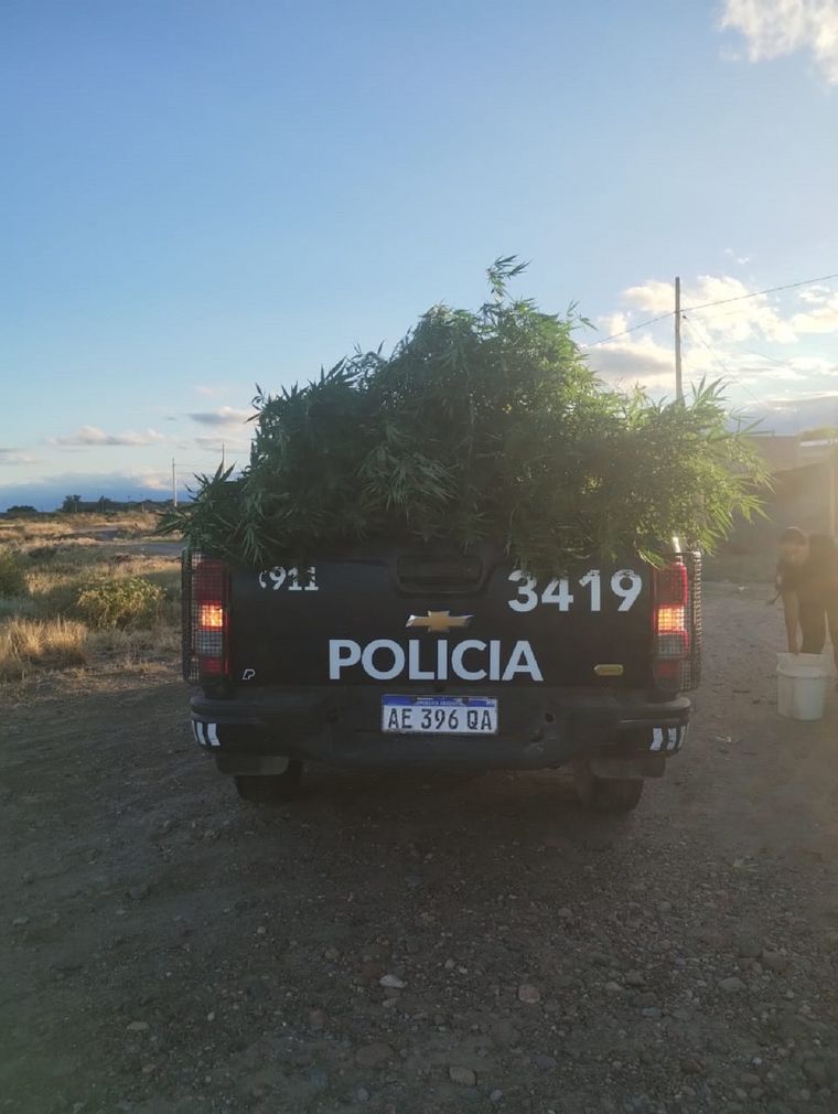 Secuestraron 49 plantas de marihuana en Tupungato Foto: Ministerio de Seguridad de Mendoza