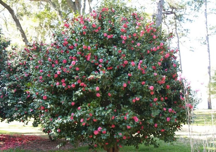 La planta de camelia puede alcanzar hasta 2 metros de altura. Foto: Shutterstock