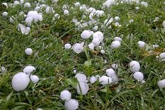 Foto: Gentileza Silvia Pereyra