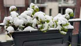 Verla crecer y recuperarse tras el frío es la mejor recompensa para quien dedica su tiempo al cuidado del verde.